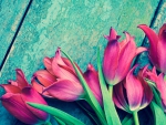 Tulips