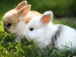 Cute Bunnies 