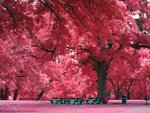 A Pink Forest