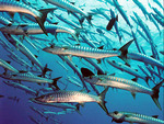 Barracuda