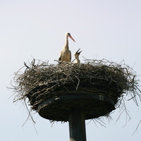 Stork family
