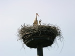Stork family
