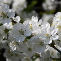 flowering cherry tree