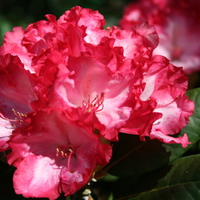 rhododendron in bloom