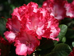 rhododendron in bloom