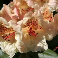 rhododendron in bloom