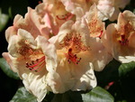 rhododendron in bloom