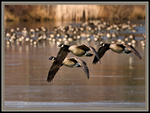 Geese in flight