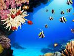 Coral Reef Fish
