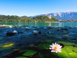 Water lilies on lake Bled