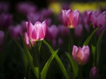 Gorgeous Tulips