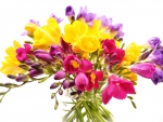 Bright freesias