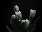 Tulips in BW