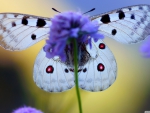 Blue butterfly on purple flower