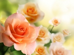 BEAUTIFUL PASTEL COLOR ROSES