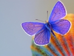 Purple butterfly