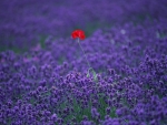 Red poppy in a lavender fields