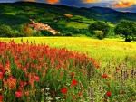 Wild flower fields on mountains in sunset