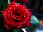 Blooming Red Rose