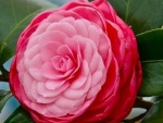 Lovely Camellia