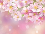 Cherry Blossoms Pink
