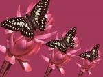 BUTTERFLY PINK