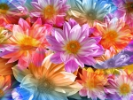 Rainbow Petals
