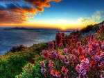 Coastal flowers at sunset