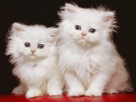 White kittens