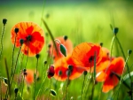Poppies
