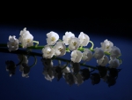 Lilies of the valley reflection
