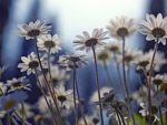 Daisies