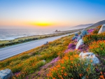 Flowers On The Coast Highway