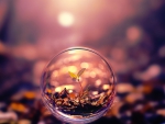 Macro Bubble