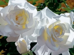 Large Gorgeous White Roses