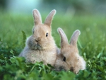 Easter bunnies