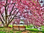 Spring blossoms from the beautiful park