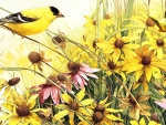 Goldfinch in Golden Garden