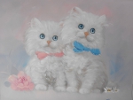 WHITE KITTENS