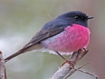Pink Breasted Robin