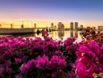 Beautiful bougainvillea on the west palm beach