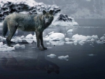 Wolf Reflection