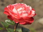 Gorgeous Rose