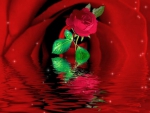 red on the rose