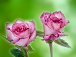 Pink Roses!