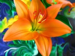 Stunning Orange Lily