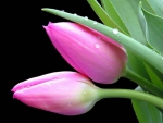 Lovely Pink Tulips