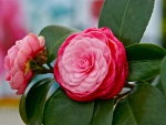 Lovely Camellia 