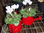 Pretty red watering cans with cyclamen