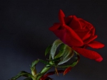 A rose for my love JESUS CHRIST